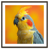 Close Up Cockatiel Parrot With Yellow Crest thumbnail