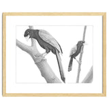 Yucatan Jays thumbnail