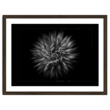 Backyard Flowers In Black And White No 20 Flow Version with Border thumbnail