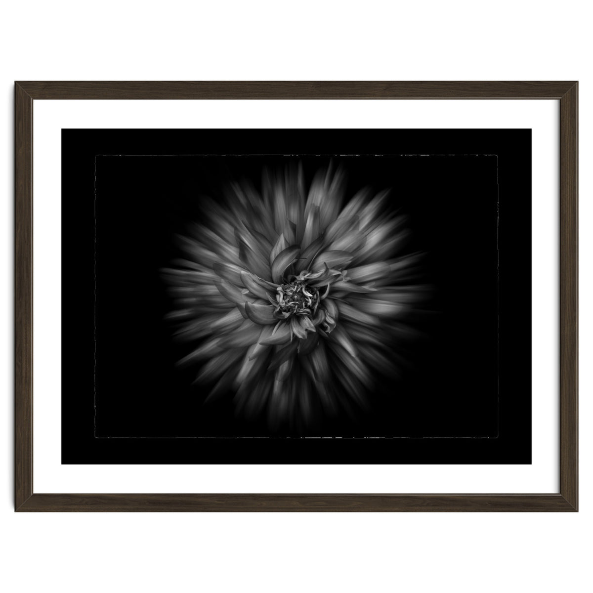 Backyard Flowers In Black And White No 20 Flow Version with Border
