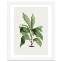 Areca Palm (Hand Drawn Botanical Illustration)