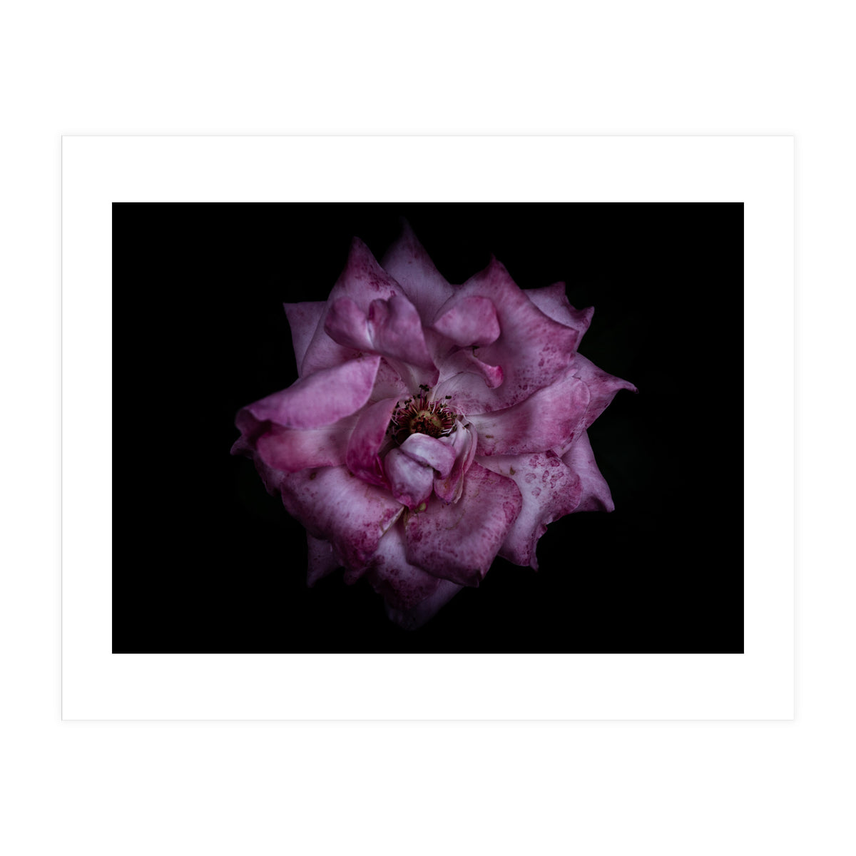 Backyard Flowers No 111 Color Version (Print Only)