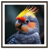 Cockatiel Parrot With Yellow Crest And Orange Cheeks thumbnail