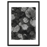 Hydrangeas | Black & White Portrait thumbnail