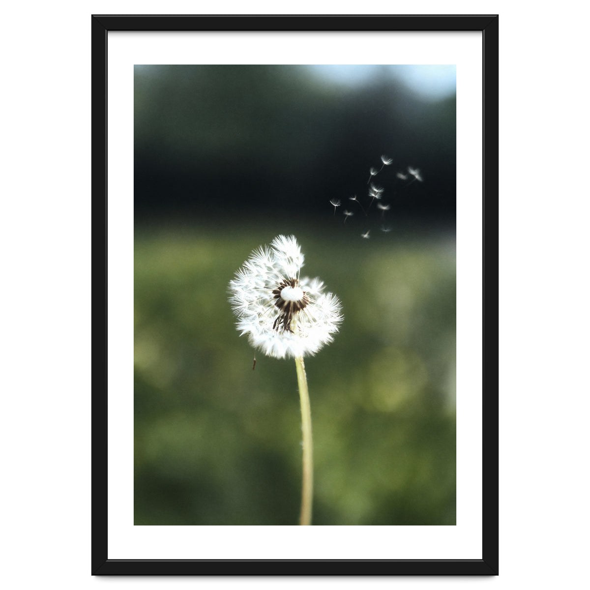 Dandelion Wish Photography