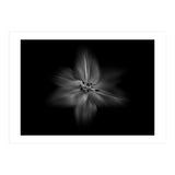 Backyard Flowers In Black And White No 28 Flow Version (Print Only) thumbnail
