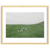 A flock of Sheep in the Green Hill - Iceland thumbnail