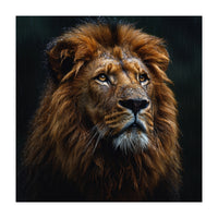 Majestic Lion Portrait In Gentle Rain (Print Only)