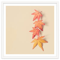 Maple In Pastel