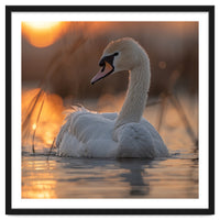 Majestic Swan Swimming At Sunrise Serene Water