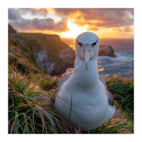 Albatross Bird On Grassy Cliff At Sunset (Print Only)