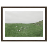 A flock of Sheep in the Green Hill - Iceland thumbnail