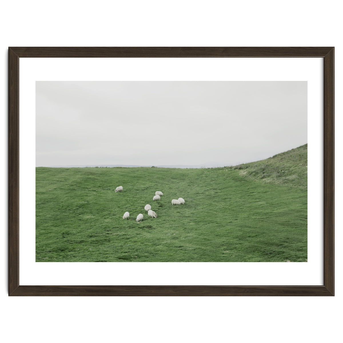 A flock of Sheep in the Green Hill - Iceland