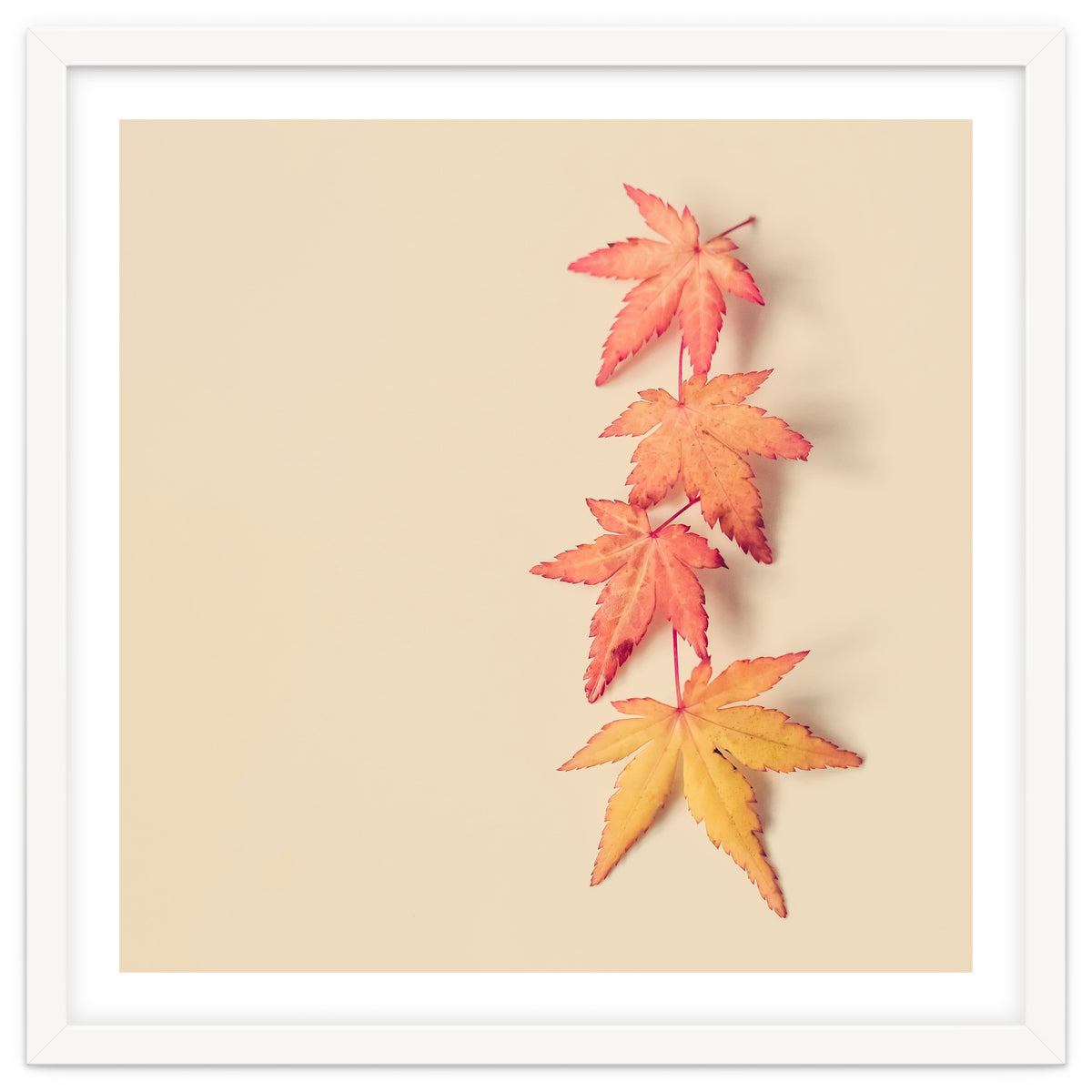 Maple In Pastel