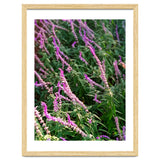 Lavender Flowers thumbnail