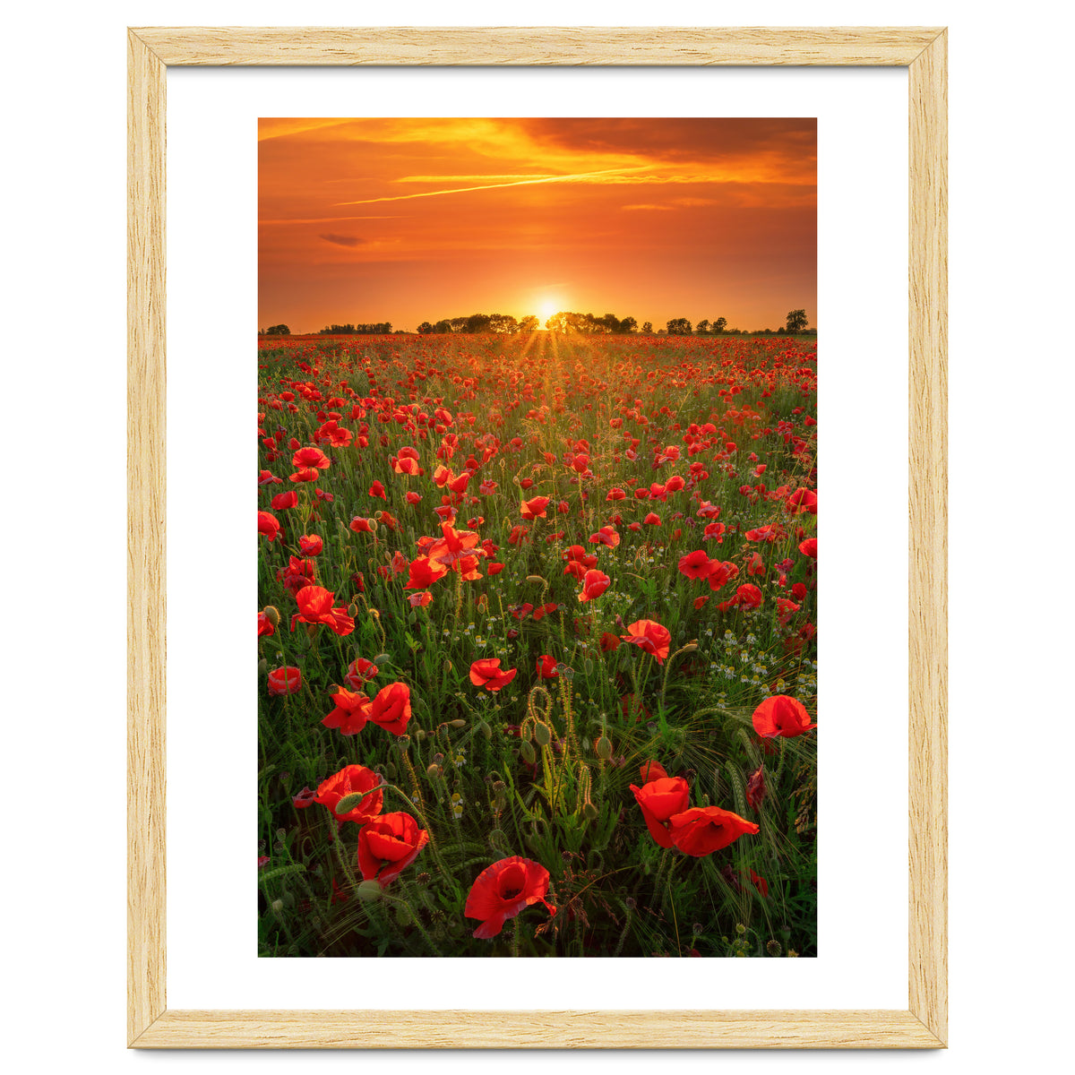 Poppies At Sunset