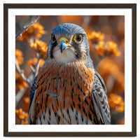 Close Up Of A Kestrel Bird Of Prey