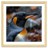 King Penguin In Rain With Water Drops thumbnail