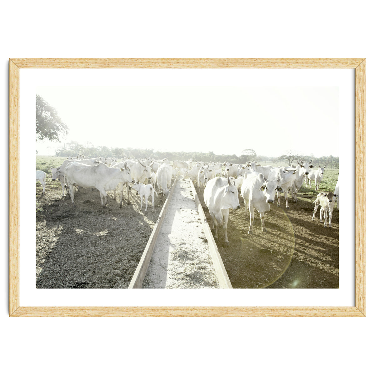 LIVING TOGETHER - WHITE COWS FAMILY