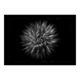 Backyard Flowers In Black And White No 20 Flow Version with Border (Print Only) thumbnail
