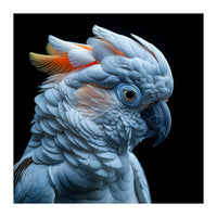 Close Up Of A Cockatoo Parrot Head (Print Only)