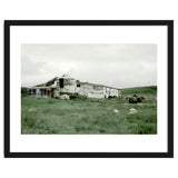 Sheep with a farmhouse - Iceland thumbnail