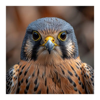 Close Up Kestrel Falcon Bird Portrait Majestic (Print Only)