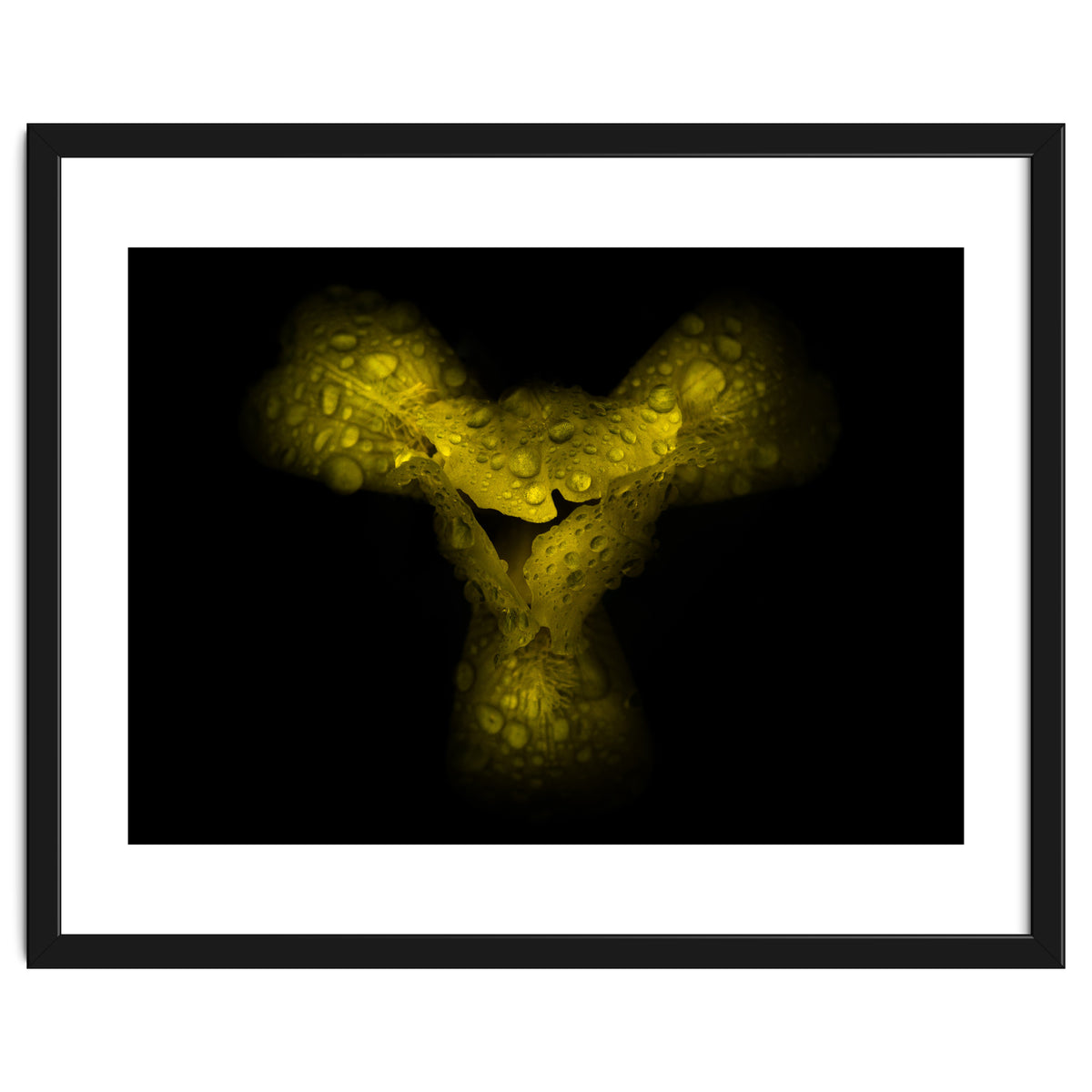 Backyard Flowers No 70 Color Version