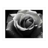 Ethereal Monochromatic Rose Petal Macro (Print Only) thumbnail