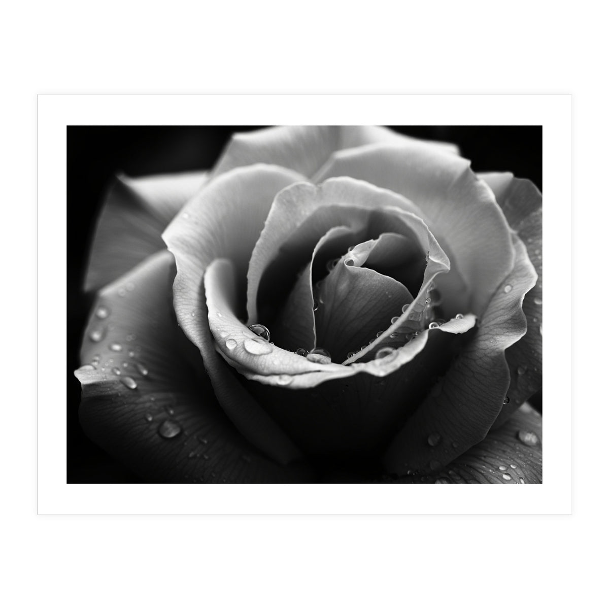 Ethereal Monochromatic Rose Petal Macro (Print Only)