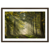 Sunrays in a Dutch forest thumbnail