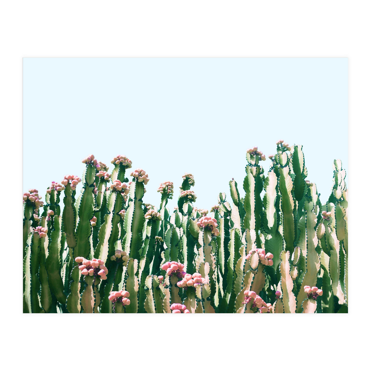 Blush Cactus #society6 #decor #buyart (Print Only)
