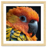 Close Up Of A Sun Conure Parrot's Head thumbnail