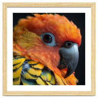 Close Up Of A Sun Conure Parrot's Head