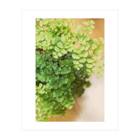 Maidenhair Queen (Print Only)