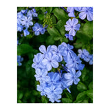 Blue Plambago Flowers (Print Only) thumbnail
