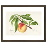 Royal Charles Steadman – Peach Twig (Prunus persica) (1918) thumbnail