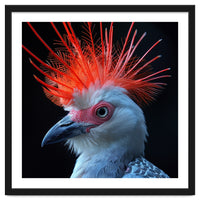Secretary Bird