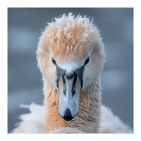 Majestic Swan Covered In Frost And Snow (Print Only)