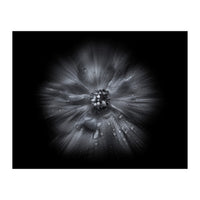 Backyard Flowers In Black And White No 66 Flow Version (Print Only)