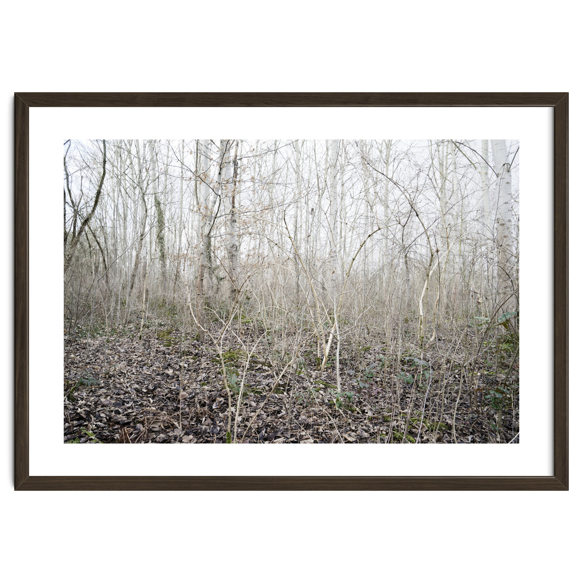 Lost in the birch forest