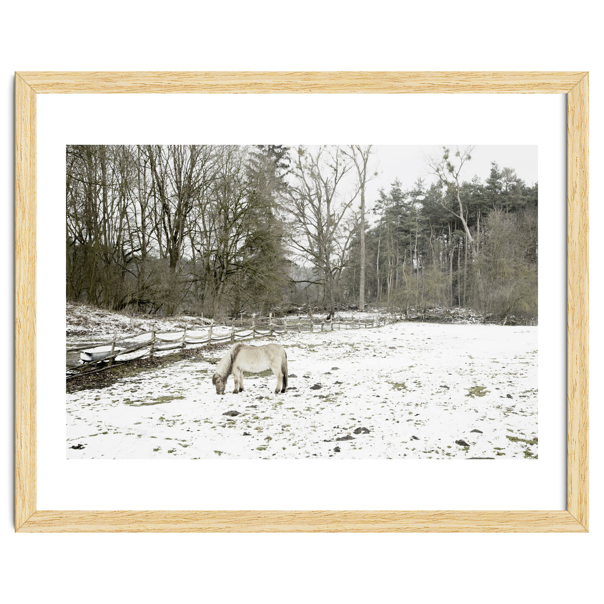 White horse in the snow field