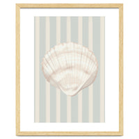 Sea shell