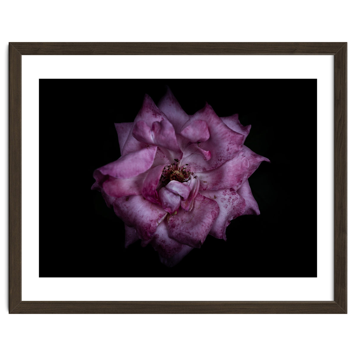 Backyard Flowers No 111 Color Version