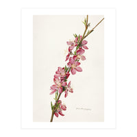 Royal Charles Steadman – Peach (Prunus persica) (1924) (Print Only)