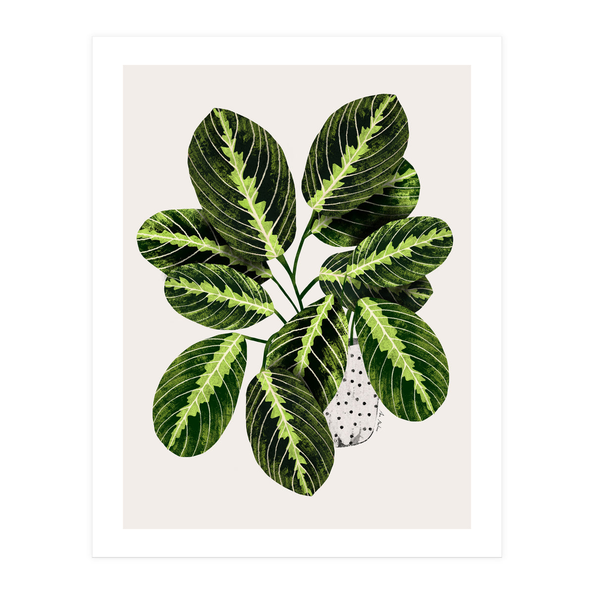 Maranta Plant (Print Only)