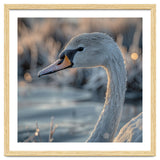 Close Up Of A Swan Covered In Frost thumbnail
