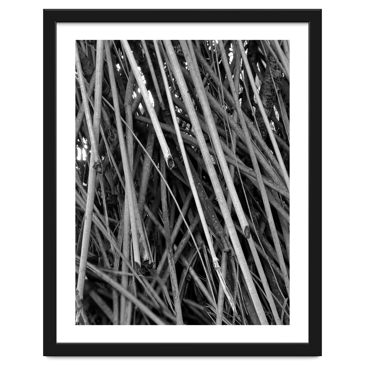 Black Tectorius Plant Shoots Art