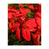 Red Quisqualls Plant Flowers (Print Only) thumbnail