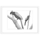 Yucatan Jays thumbnail
